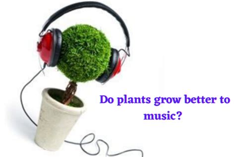 Do Plants Grow Better with Music: A Multifaceted Exploration